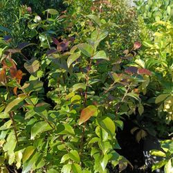 Cherry Hedge Plants 3gl 🪴$6