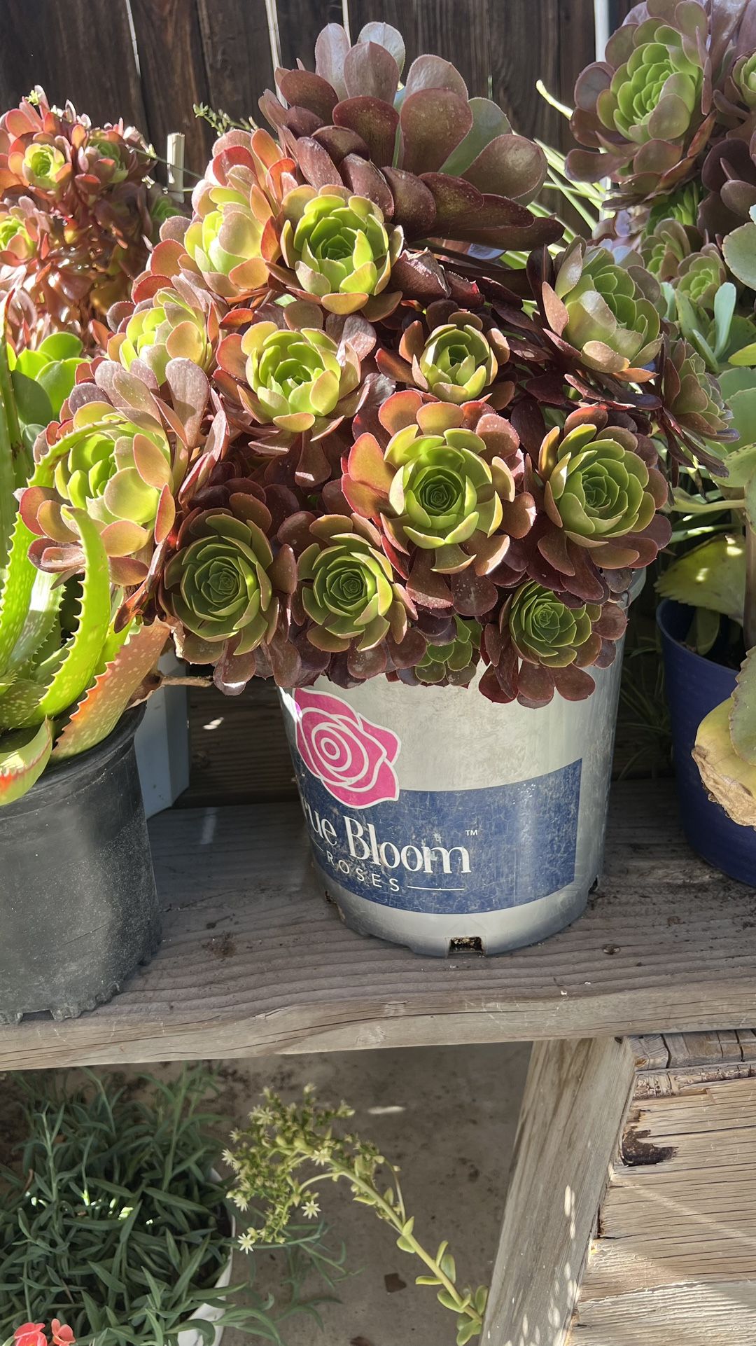 Succulents