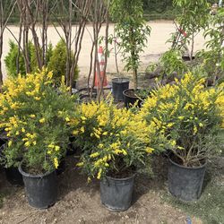 French Broom Flowers $30 each