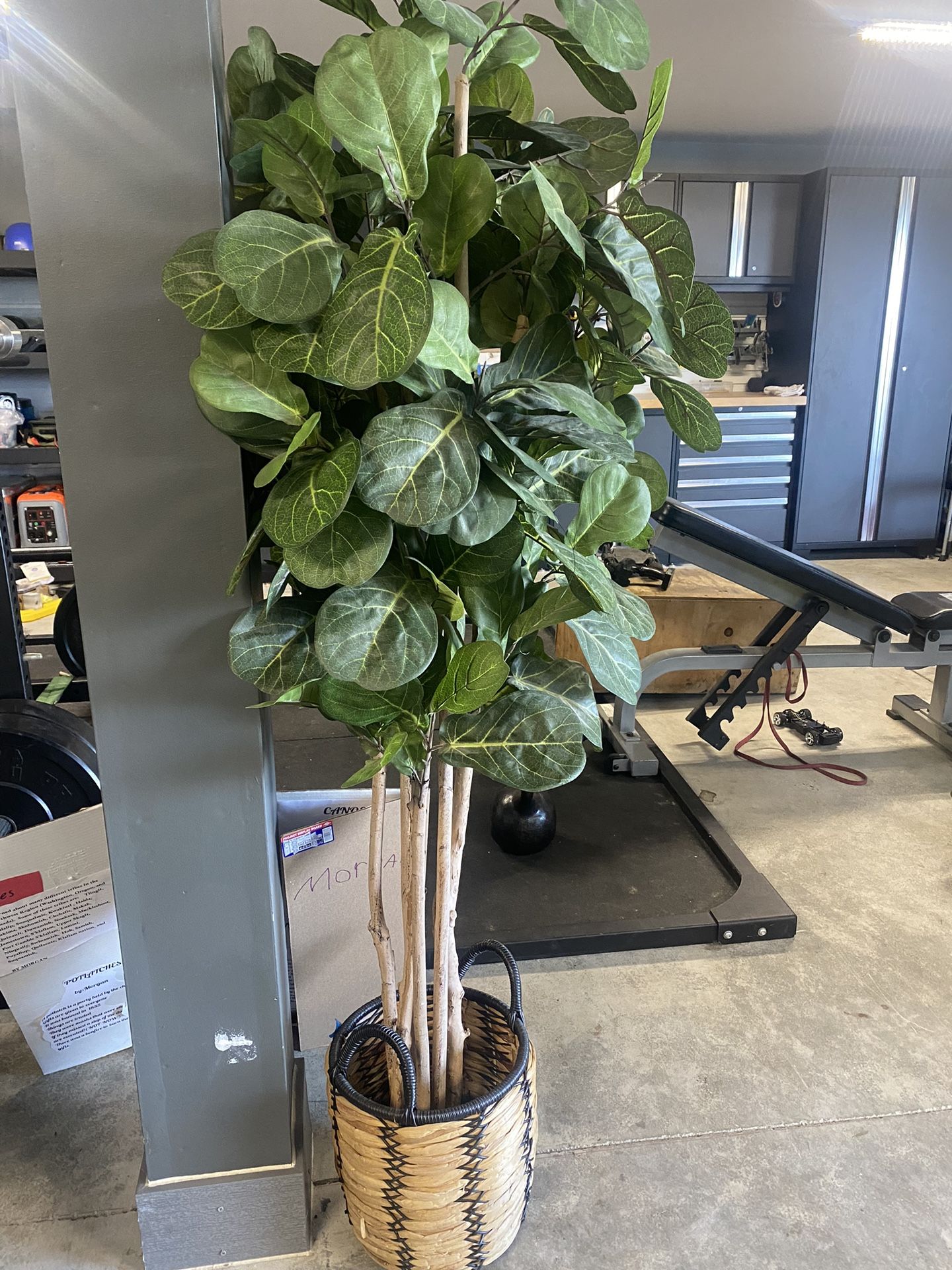 Fake Fiddle Fig Plant 