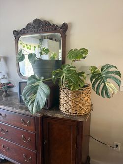 2 monstera plants- albo & Thai constellation