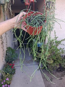 Bundle or Dead Sticks Plant $35