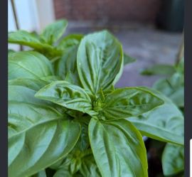 💯 Organic Highly Fragranted Basil Plant 🌿