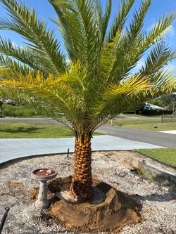 sylvester palm