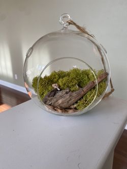 Plant Terrarium 7” Diameter