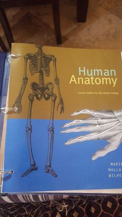 Human anatomy