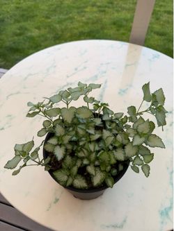 Orchid Frost Lamium (Out/In Door Life Plant, Perennial)