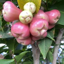 Fresh Wax Apples (Java Apples) - Sweet & Crisp