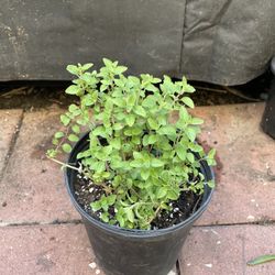 Organic Oregano, (Oregano)