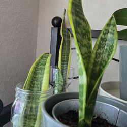 Snake Plants 