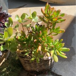 Beautiful Succulent