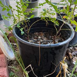 Jujube In 4 Gallon Pot 