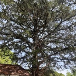Free Cedar Tree Must Take Down