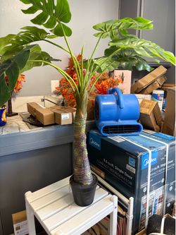 Artificial planta