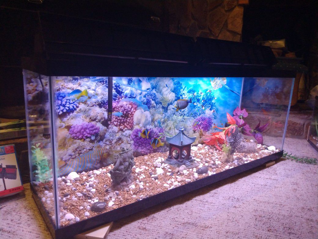 Beautiful 55 gallon fish tank, ready for the fish, clean and look like new
 
