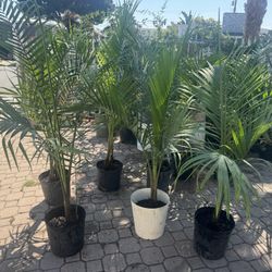 Palm