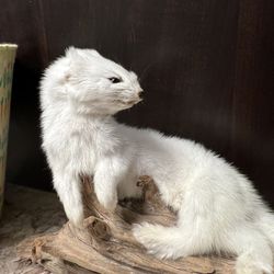 Weasel Ermine Taxidermy Mount