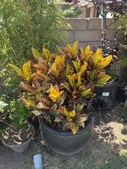 Yellow Croton plant With Pot