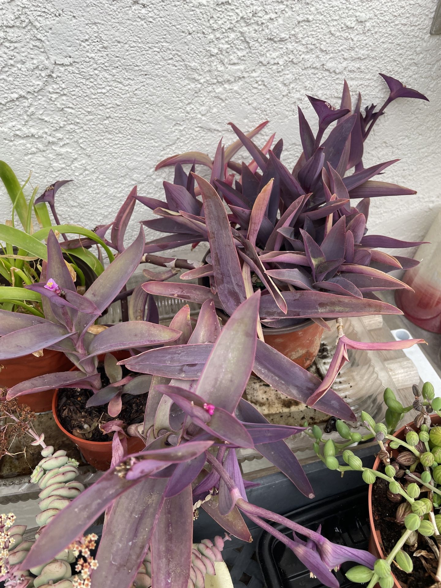 6in Pot Tradescantia Purple Heart Plant