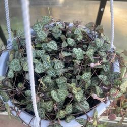 String Of Hearts