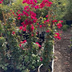 Bougainvillea 