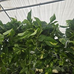 Beautiful Golden Pothos, Very Full In A 6" Pot 
