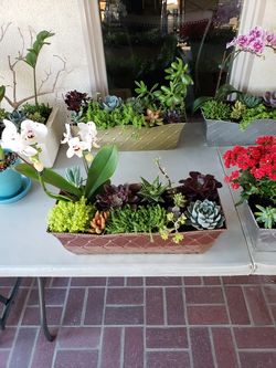 Large Exotic Succulent Plant Arrangements