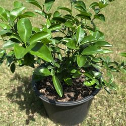 Organic Orange Plant