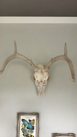Deer skull taxidermy