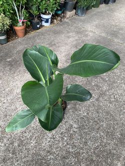 White bird of paradise plant 2