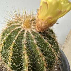 Cactus Amarillo