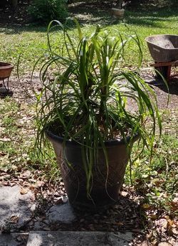 PLANT TWO  PONY TAIL PLAM IN SEPERATE LARGE POT