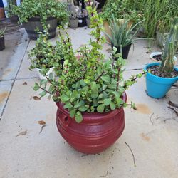 Lovely Outdoor Arrangement Of Large And Regular Ear Elephant Food.
