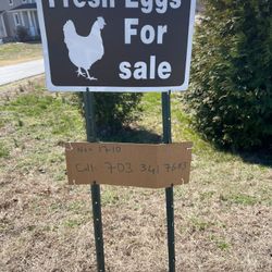 FRESH EGGS 4 SALE