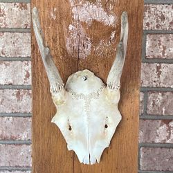 European Roe Deer Antlers