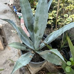 Planta