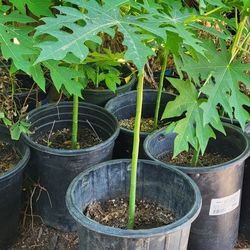 Mexican Papayas 