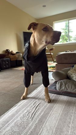 Dog Coats $40 Each. 67. Plus Tax New