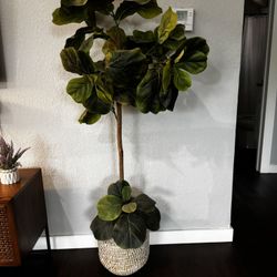 Plant