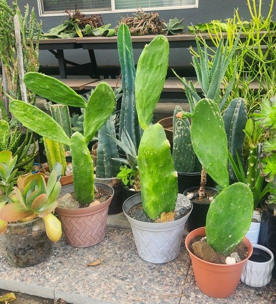 Spineless Prickly Pear Cactus - Opuntia Ficus Indica - Edible Arbolitos De Nopales (18-24" in.) 🌵