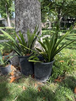 Clivia   Miniata - Seasonal Flowers