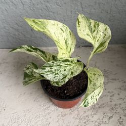 Pothos  Marble  Queen  Plant 
