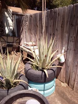 Aloe Vera plant