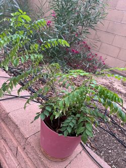Limited Stock Curry Leaf Plants Various Sizes