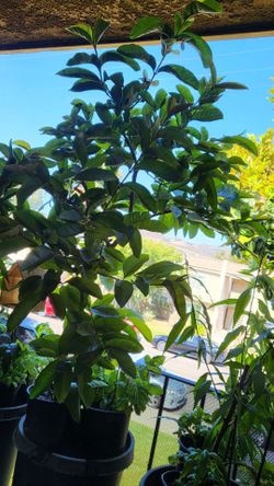 Organic Pink Guava Tree Plant