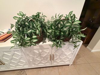 Plants/ Fake