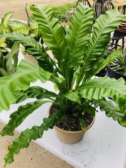 Huge Bird Nest Fern