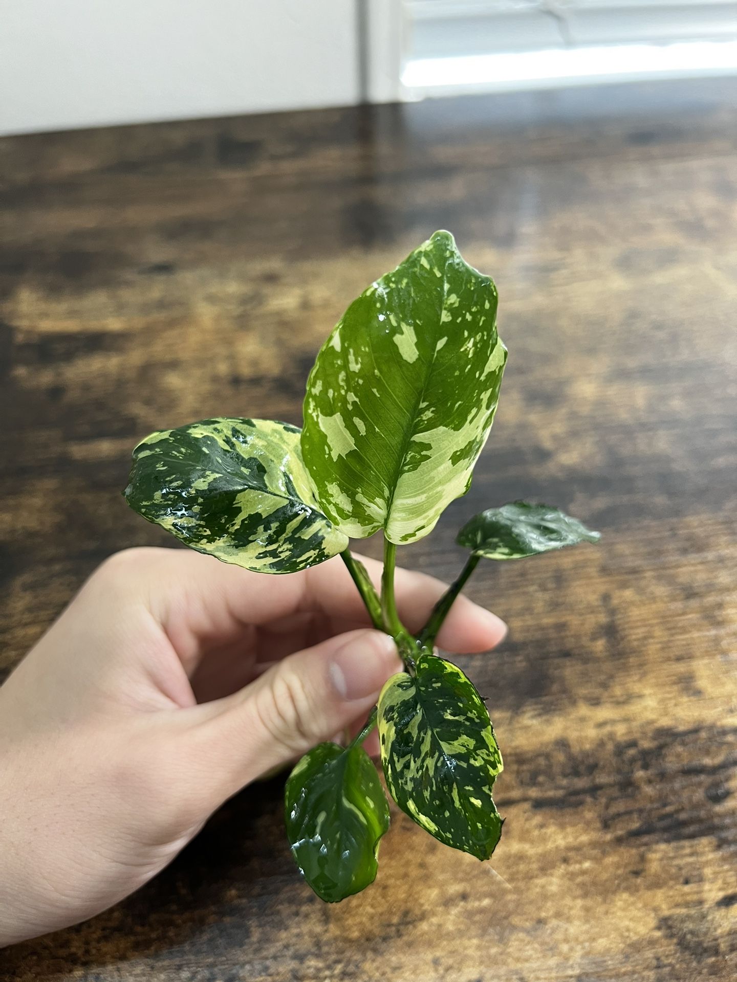 Anubias VAR KING! Super Variegated. for Sale in Santa Ana, CA