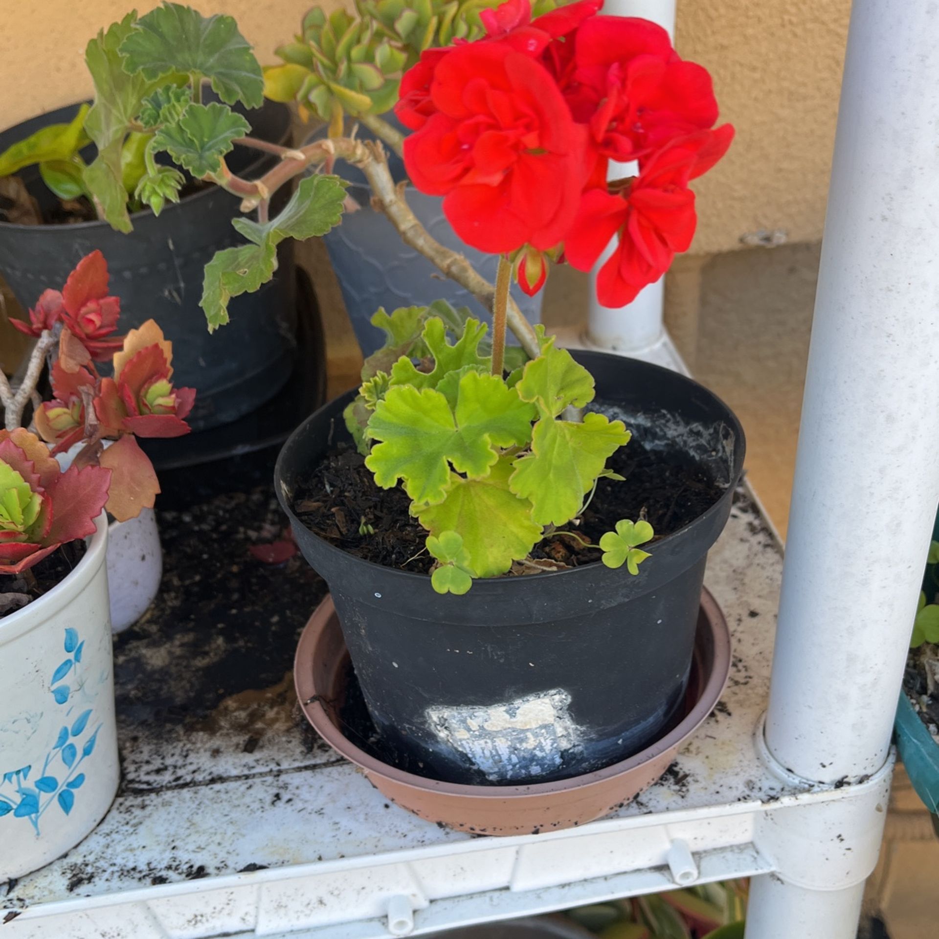 Malva Roja Beautiful Red