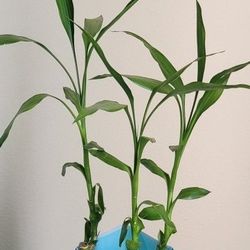 🌺 3 Lucky Bamboo Stalks In Blown Glass Vase 